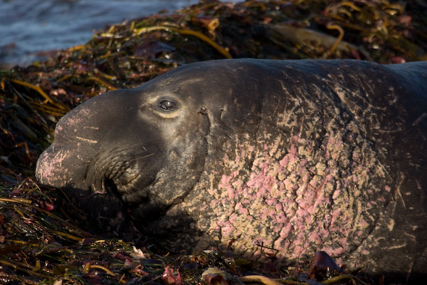 Elephant Seal