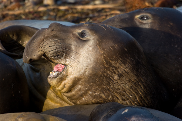 Elephant Seals