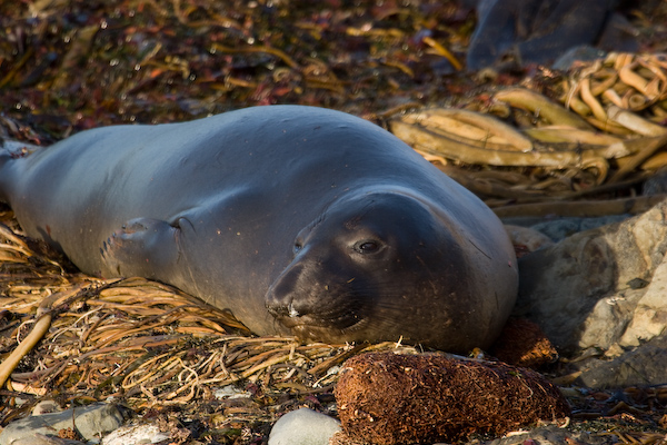 Elephant Seal