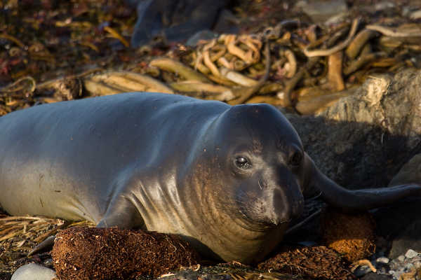 Elephant Seal