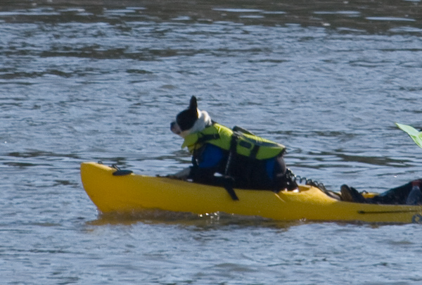 Boston terrier, in a kayak, wearing a life jacket, and a wetsuit