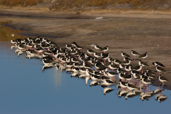 Black-necked Stilts