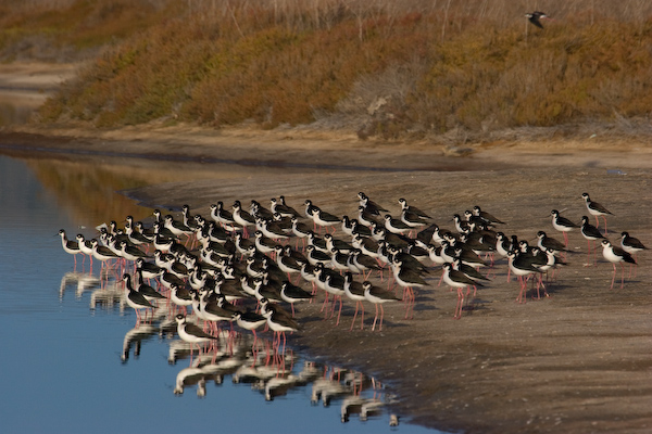 Black-necked Stilts