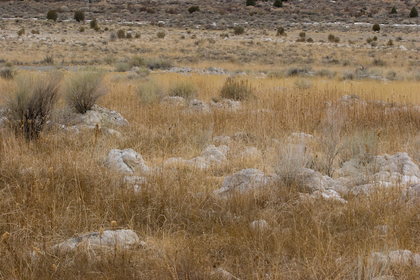 Mono Lake Landscape