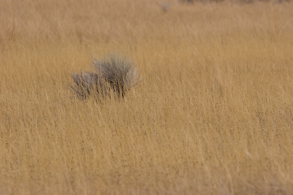 Mono Lake Landscape