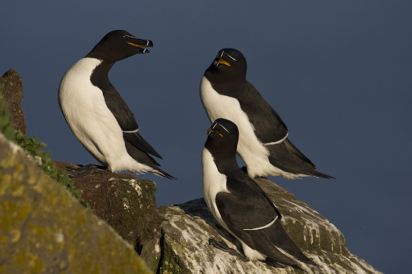 Razorbills at Latrabjarg