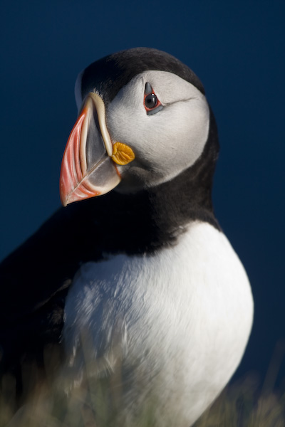 Puffin