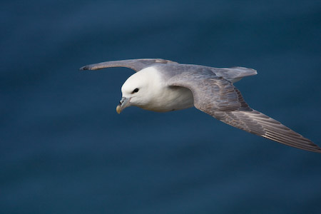 Northern Fulmar