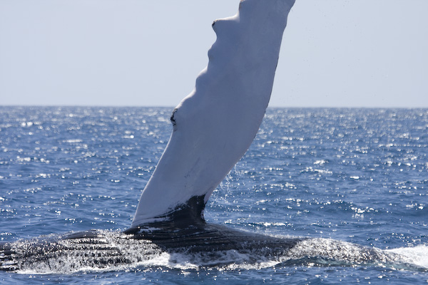 Humpack Whale Fin Slapping