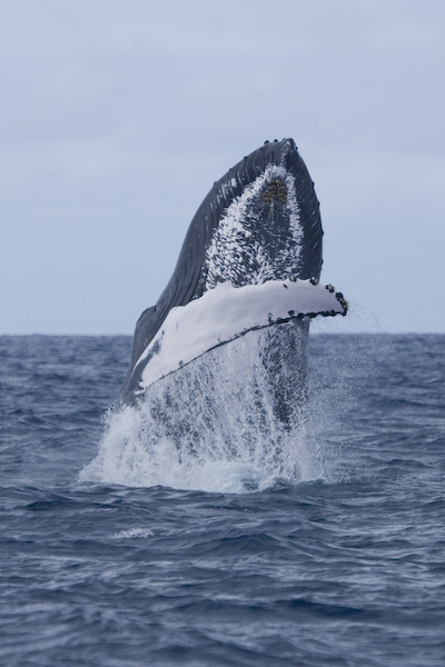 Humpack Whale Breach
