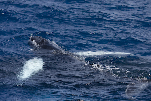 Humpack Whale