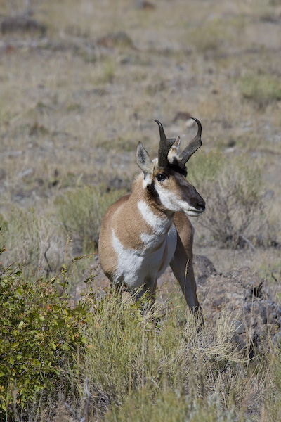 Pronghorn Antelope