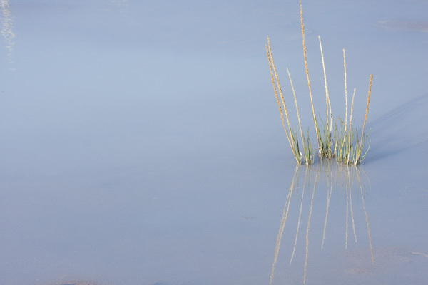 Grass in Hot Spring