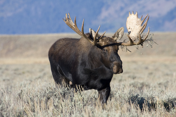 Bull Moose