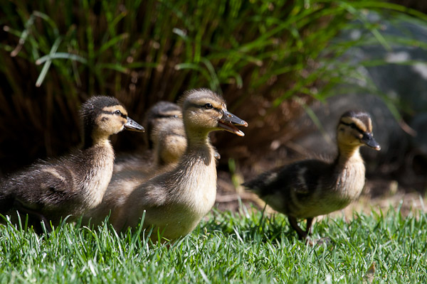 Mallard Ducklings