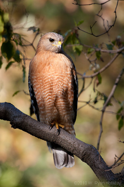 Red-shouldered hawk