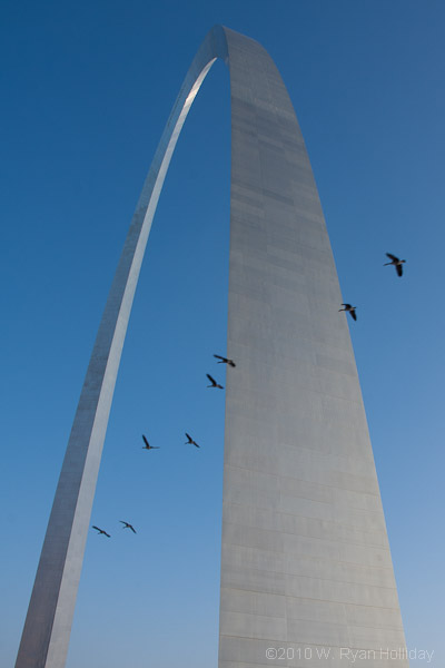 Canadian Geese flying through the Gateway Arch