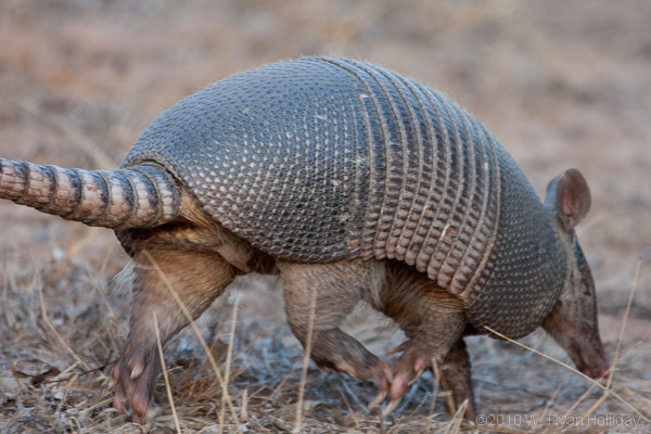 Armadillo in Salt Plains NWR