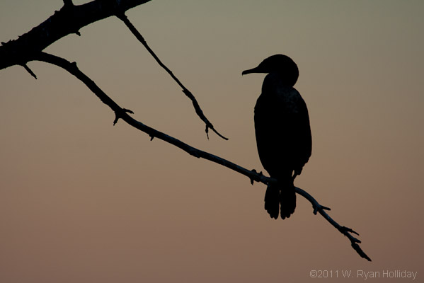 Cormorant at Sunset