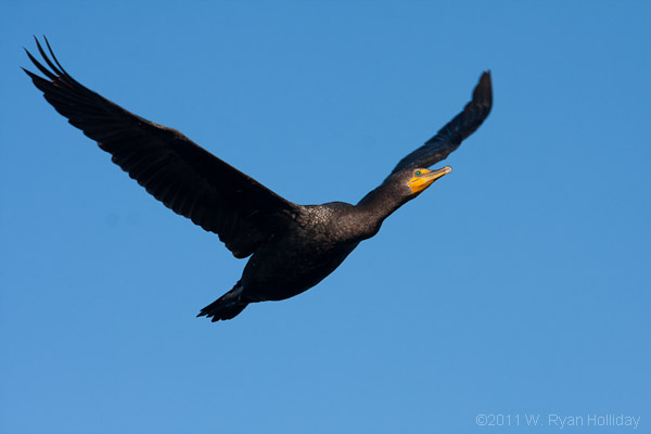 Double-crested cormorant in La Jolla