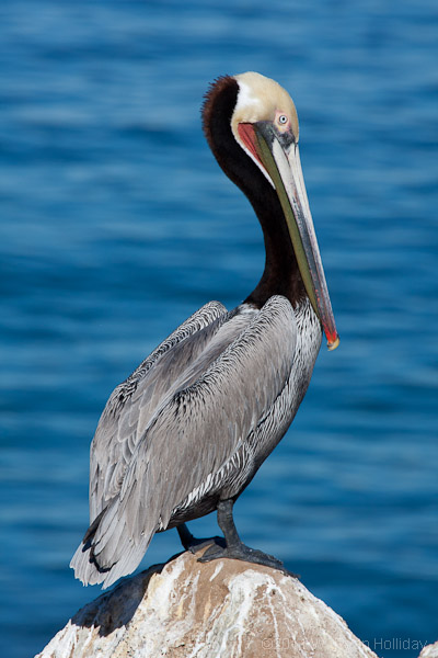 Brown pelican in La Jolla