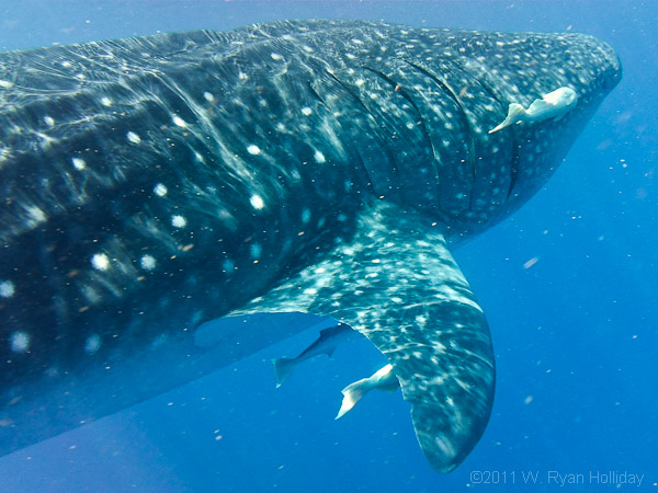 Whale Shark near Isla Mujeres