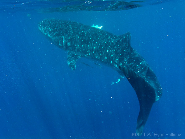 Whale Shark near Isla Mujeres