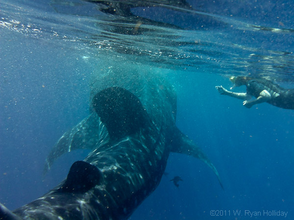 Whale Shark and Audrey near Isla Mujeres