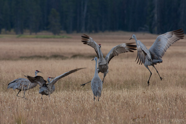 Sandhill cranes in Central Idaho