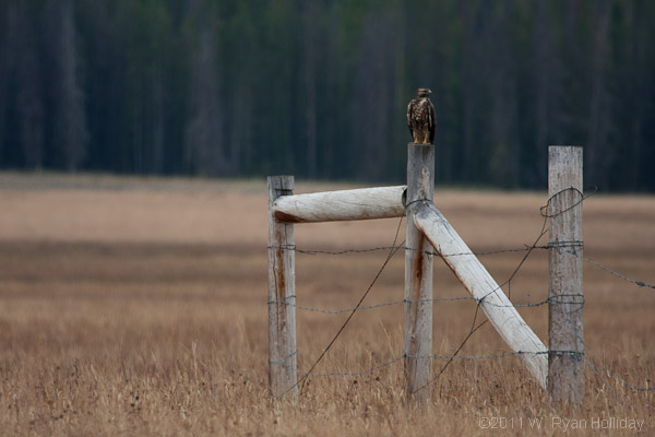 Prairie Falcon, Central Idaho