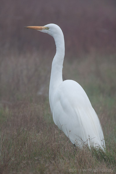 Great egret, San Pablo Bay NWR