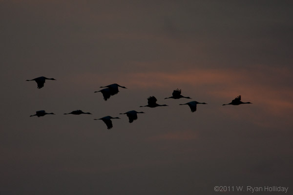 Sandhill Cranes, Pixley National Wildlife Refuge