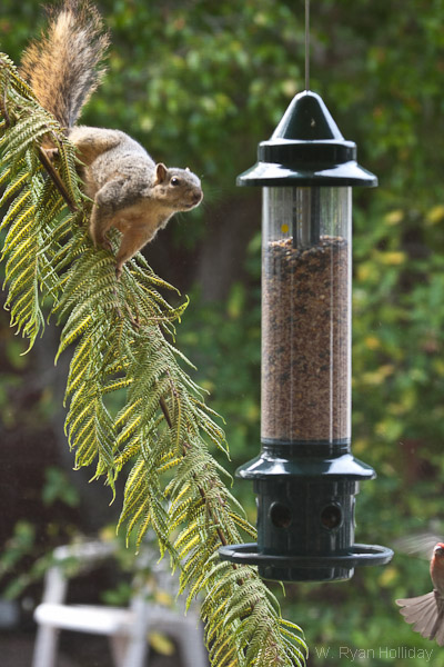 Squirrel on the bird feeder