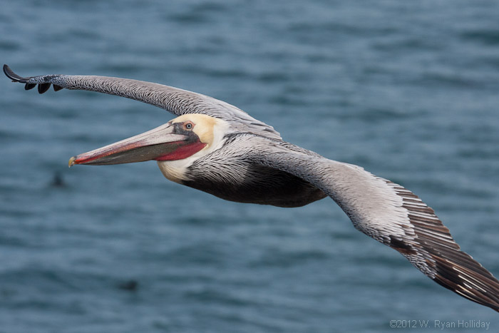 Brown pelican in La Jolla