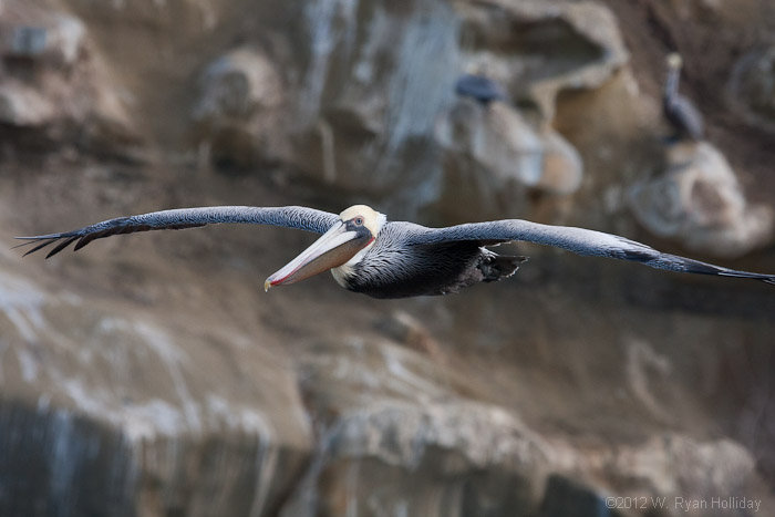 Brown pelican in La Jolla