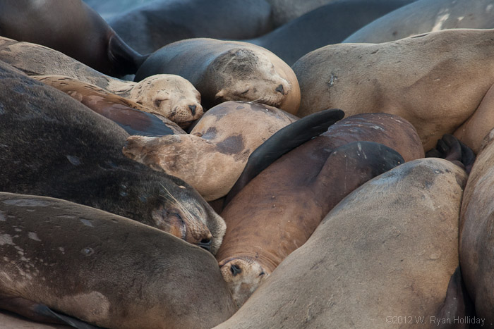 Sea Lions in La Jolla