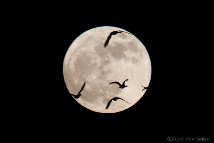 White-fronted geese and the full moon