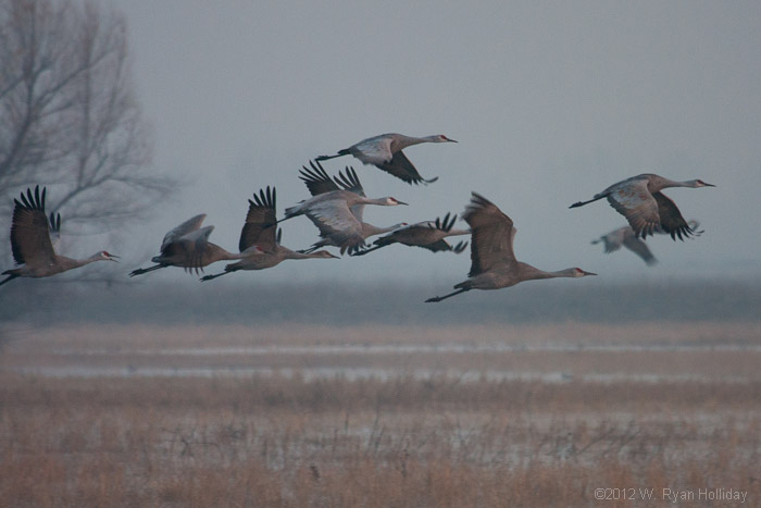 Sandhill cranes at sunrise