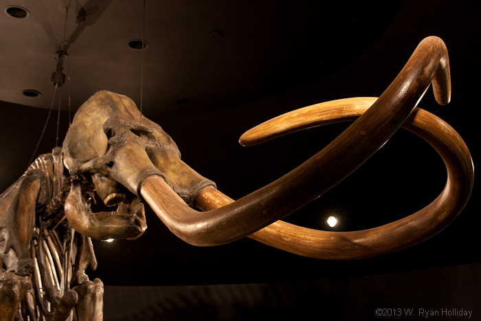 Mastodon skeleton at the Page Museum