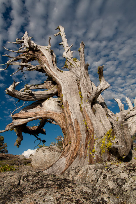 Bristlecone Pine near Sonora Pass