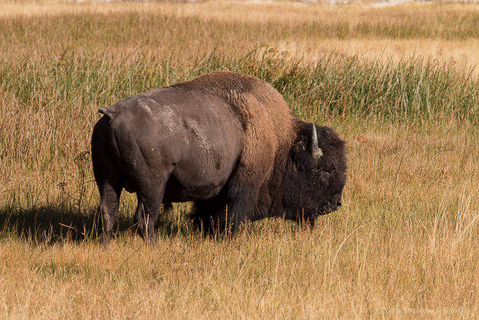 Bison in Upper Geyser Basin