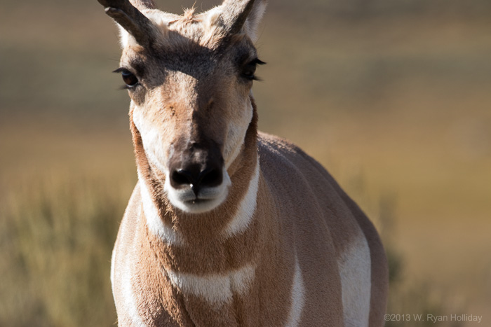 Pronghorn Antelope