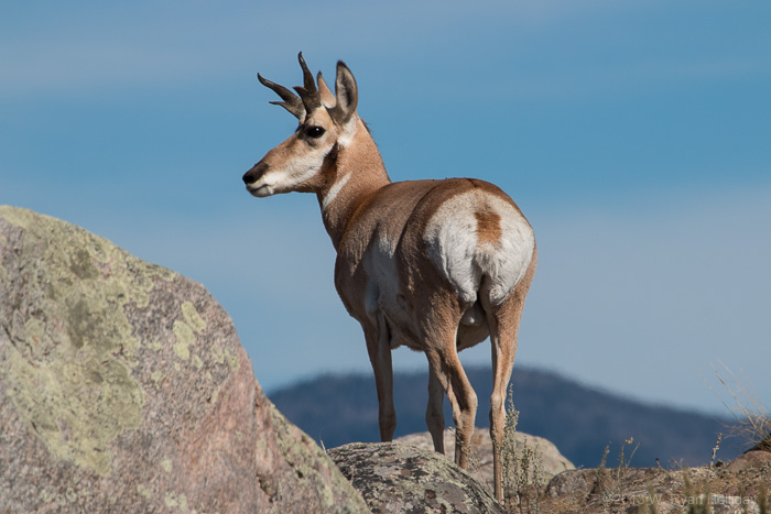 Pronghorn Antelope