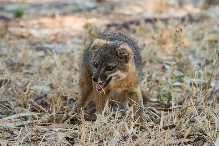 Island Fox on Santa Cruz