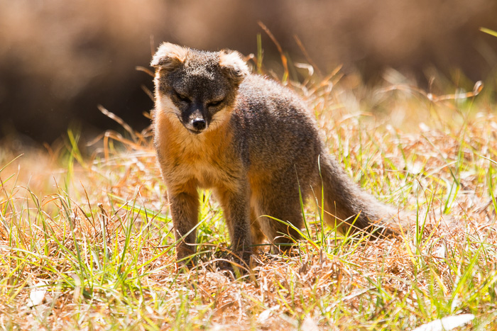 Island Fox on Santa Cruz