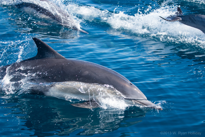 Common Dolphins in the Santa Barbara Channel