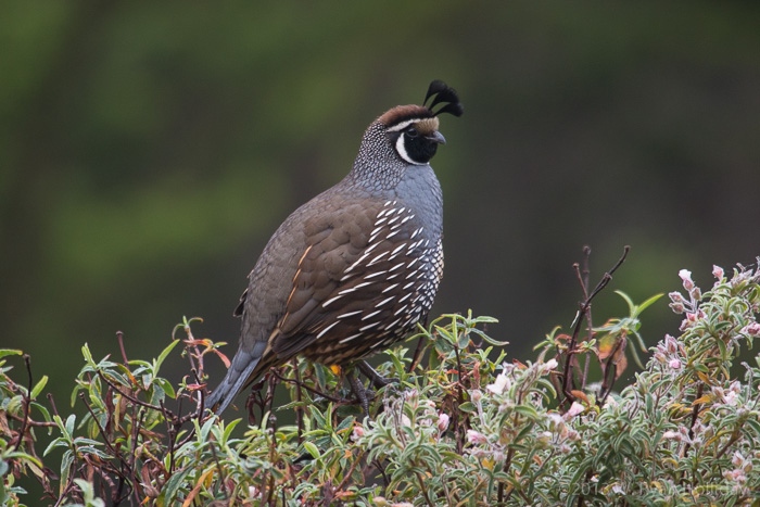 California quail