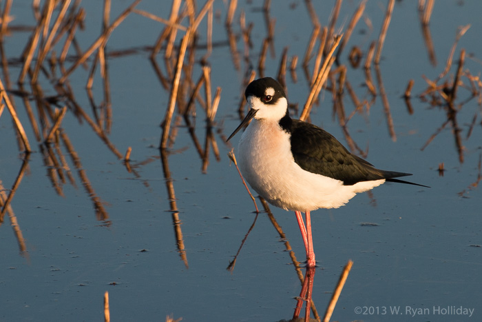 Black-necked stilt