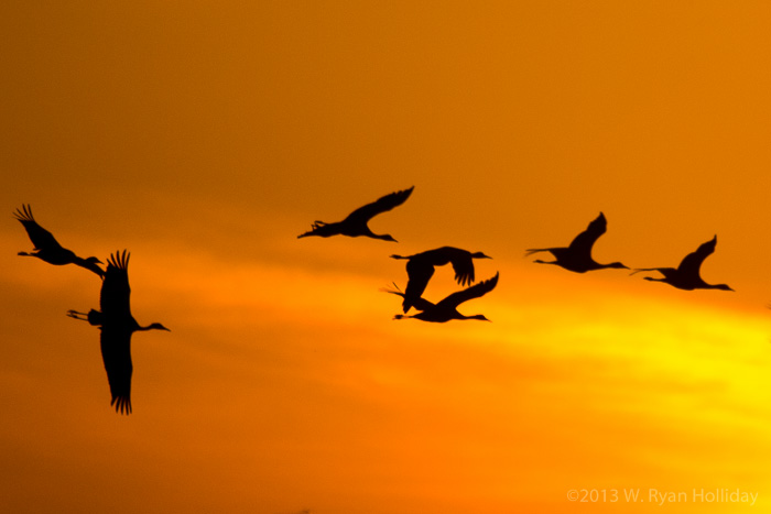 Sandhill cranes at sunrise