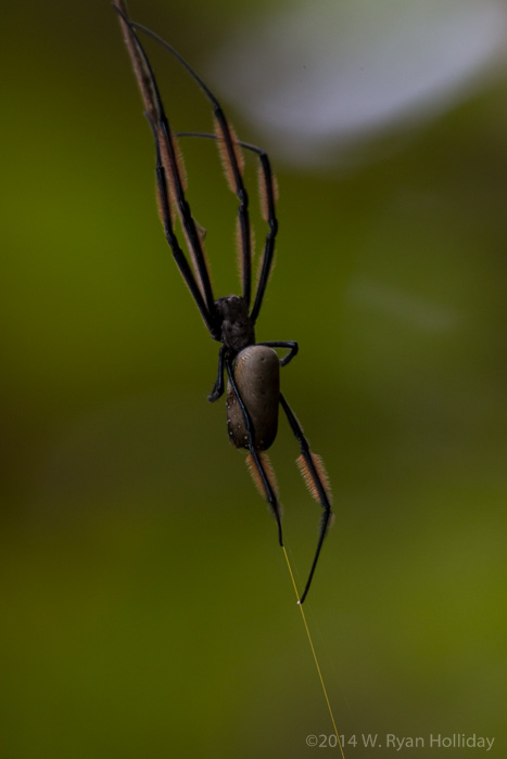 Spider at Lake Duluti